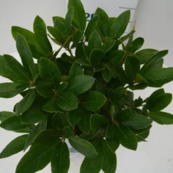 Rhododendron (Rhododendron 'Cunningham White') 23 Rhododendron (Rhododendron 'Cunningham White') -Aanbiedingen Tuin Verrassing Winkel cun white c2 boven