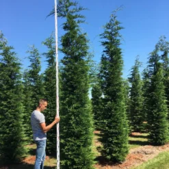 Grote Snelgroeiende Conifeer (Cupressocyparis Leylandii) -Aanbiedingen Tuin Verrassing Winkel cup leijlandii 450500