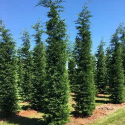 Grote Snelgroeiende Conifeer (Cupressocyparis Leylandii) -Aanbiedingen Tuin Verrassing Winkel cup leijlandii 500550