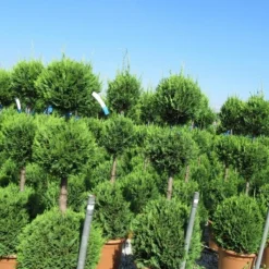 Cupressocyparis, Triobol (Cupressocyparis Leylandii 'Castlewellan Gold') -Aanbiedingen Tuin Verrassing Winkel cuppressocyparis triobol