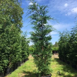 Grote Snelgroeiende Conifeer (Cupressocyparis Leylandii) -Aanbiedingen Tuin Verrassing Winkel cupressocyparis lelandii h250 300 3