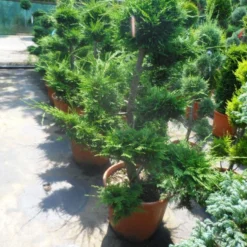 Cupressocyparis Als Bonsai (Cupressocyparis Leylandii 'Castlewellan Gold' ) -Aanbiedingen Tuin Verrassing Winkel cupressocyparis leylandii bonsai 100 125 c70