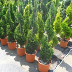 Leylandcipres Als Spiraal (Cupressocyparis Leylandii 'Castlewellan Gold' ) -Aanbiedingen Tuin Verrassing Winkel cupressocyparis leylandii castlewellan gold spiraal 125 150 c20