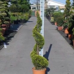 Leylandcipres Als Spiraal (Cupressocyparis Leylandii 'Castlewellan Gold' ) -Aanbiedingen Tuin Verrassing Winkel cupressocyparis leylandii castlewellan gold spiraal 125 150 c20