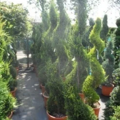 Leylandcipres Als Spiraal (Cupressocyparis Leylandii 'Castlewellan Gold' ) -Aanbiedingen Tuin Verrassing Winkel cupressocyparis leylandii castlewellan gold spiraal 175 200 c25 1