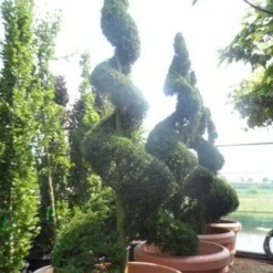 Leylandcipres Als Spiraal (Cupressocyparis Leylandii 'Castlewellan Gold' ) -Aanbiedingen Tuin Verrassing Winkel cupressocyparis leylandii castlewellan gold spiraal 250 300 c500 extra 1