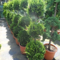 Cupressocyparis, Triobol (Cupressocyparis Leylandii 'Castlewellan Gold') -Aanbiedingen Tuin Verrassing Winkel cupressocyparis leylandii castlewellan gold triobol 125 150 175 c25