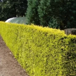 Gele Haagconifeer (Cupressocyparis Leylandii 'Gold Rider') -Aanbiedingen Tuin Verrassing Winkel cupressocyparis leylandii gold rider