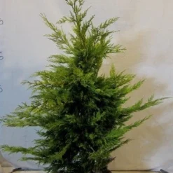 Gele Haagconifeer (Cupressocyparis Leylandii 'Gold Rider') -Aanbiedingen Tuin Verrassing Winkel cupressulgoldrider080 100