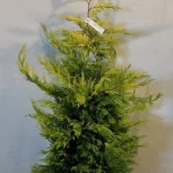 Gele Haagconifeer (Cupressocyparis Leylandii 'Gold Rider') -Aanbiedingen Tuin Verrassing Winkel cupressulgoldrider100 125