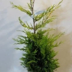 Gele Haagconifeer (Cupressocyparis Leylandii 'Gold Rider') -Aanbiedingen Tuin Verrassing Winkel cupressulgoldrider80 100c3