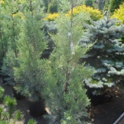 Cipres (Cupressus Arizonica 'Glauca') -Aanbiedingen Tuin Verrassing Winkel cupressus arizonica glauca 100 125 1
