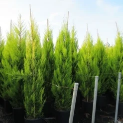 Cipres Kamerconifeer (Cupressus Macrocarpa 'Goldcrest') -Aanbiedingen Tuin Verrassing Winkel cupressus macrocarpa goldcrest