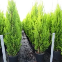 Cipres Kamerconifeer (Cupressus Macrocarpa 'Goldcrest') -Aanbiedingen Tuin Verrassing Winkel cupressus macrocarpa goldcrest 3