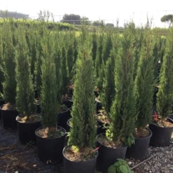 Italiaanse Cypres (Cupressus Sempervirens 'Stricta') -Aanbiedingen Tuin Verrassing Winkel cupressus semp. stricta 80100 cm