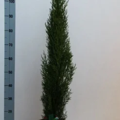 Italiaanse Cipres (Cupressus Sempervirens 'Totem') -Aanbiedingen Tuin Verrassing Winkel cupressus semp totem 80 100 cm co. 10l kopie 2