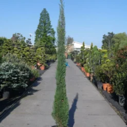 Italiaanse Cypres (Cupressus Sempervirens 'Stricta') -Aanbiedingen Tuin Verrassing Winkel cupressus sempervirens strica 200 250 c30 1
