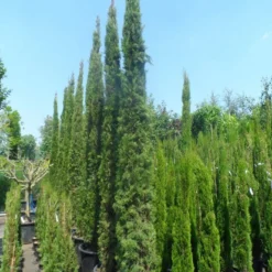 Italiaanse Cypres (Cupressus Sempervirens 'Stricta') -Aanbiedingen Tuin Verrassing Winkel cupressus sempervirens stricta 250 300 c70 1
