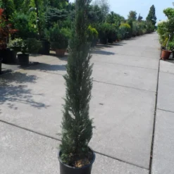 Italiaanse Cypres (Cupressus Sempervirens 'Stricta') -Aanbiedingen Tuin Verrassing Winkel cupressus sempervirens stricta 80 100 125 c10 1