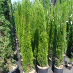 Italiaanse Cipres (Cupressus Sempervirens 'Totem') -Aanbiedingen Tuin Verrassing Winkel cupressus sempervirens totem 125 150 175