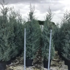 Cipres (Cupressus Arizonica 'Glauca') -Aanbiedingen Tuin Verrassing Winkel cupressusarizonicaglauca