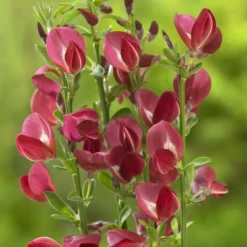 Brem (Cytisus 'Boskoop Ruby')