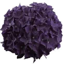 Hortensia Deep Purple Dance (Hydrangea 'Music Collection') -Aanbiedingen Tuin Verrassing Winkel deep purple dance bloem 2