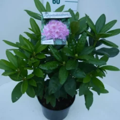 Rhododendron (Rhododendron 'Delta') -Aanbiedingen Tuin Verrassing Winkel delta c5 zij