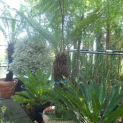 Grote Boomvaren (Dicksonia Antarctica) -Aanbiedingen Tuin Verrassing Winkel dicksonia antarctica 100 120stam 1