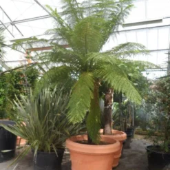 Grote Boomvaren (Dicksonia Antarctica) -Aanbiedingen Tuin Verrassing Winkel dicksonia antarctica 160stam extra 1