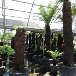 Grote Boomvaren (Dicksonia Antarctica) -Aanbiedingen Tuin Verrassing Winkel dicksonia antarctica 2 1