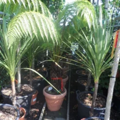 Grote Boomvaren (Dicksonia Antarctica) -Aanbiedingen Tuin Verrassing Winkel dicksonia antarctica 40stam cont. 1