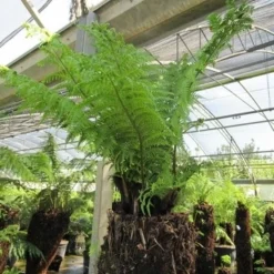 Boomvaren (Dicksonia Antarctica) 23 Boomvaren (Dicksonia Antarctica) -Aanbiedingen Tuin Verrassing Winkel dicksonia antarctica 4