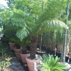 Grote Boomvaren (Dicksonia Antarctica) -Aanbiedingen Tuin Verrassing Winkel dicksonia antarctica 70 80stam 1