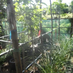 Kaki (Diospyros Kaki) -Aanbiedingen Tuin Verrassing Winkel diospyros kaki halfstam 5 6 8 c10