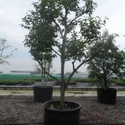 Kaki (Diospyros Kaki) -Aanbiedingen Tuin Verrassing Winkel diospyros kaki muscat solitair