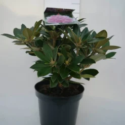 Dwergrhododendron (Rhododendron 'Dreamland') -Aanbiedingen Tuin Verrassing Winkel dreamland c4 voor