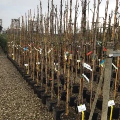 Witte Druif (Vitis Vinifera 'Italia') -Aanbiedingen Tuin Verrassing Winkel druif
