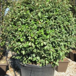 Olijfwilg Als Bol (Elaeagnus Ebbingei 'Compacta') -Aanbiedingen Tuin Verrassing Winkel elaeagnus ebbingei 100 110 bol