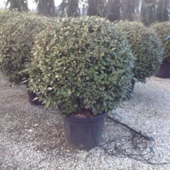 Olijfwilg Als Bol (Elaeagnus Ebbingei 'Compacta') -Aanbiedingen Tuin Verrassing Winkel elaeagnus ebbingei 100 110cm bol