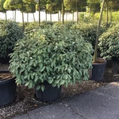 Olijfwilg Als Bol (Elaeagnus Ebbingei 'Compacta') -Aanbiedingen Tuin Verrassing Winkel elaeagnus ebbingei 100cm bol