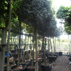 Olijfwilg Op Stam (Elaeagnus Ebbingei) -Aanbiedingen Tuin Verrassing Winkel elaeagnus ebbingei 14 16 18ho c130