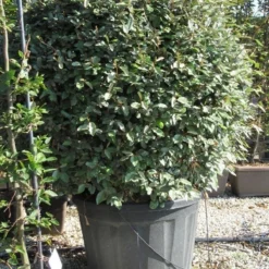 Olijfwilg Als Bol (Elaeagnus Ebbingei 'Compacta') -Aanbiedingen Tuin Verrassing Winkel elaeagnus ebbingei bol