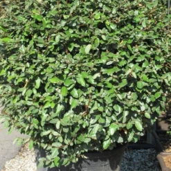 Olijfwilg Als Bol (Elaeagnus Ebbingei 'Compacta') -Aanbiedingen Tuin Verrassing Winkel elaeagnus ebbingei bol 2