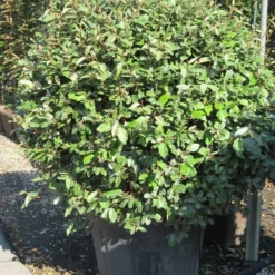Olijfwilg Als Bol (Elaeagnus Ebbingei 'Compacta') -Aanbiedingen Tuin Verrassing Winkel elaeagnus ebbingei bol 3