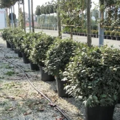 Olijfwilg Als Bol (Elaeagnus Ebbingei 'Compacta') -Aanbiedingen Tuin Verrassing Winkel elaeagnus ebbingei bol 70 cm 2