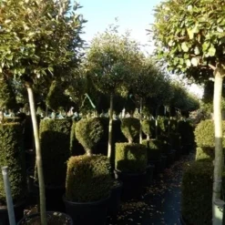 Olijfwilg Op Stam (Elaeagnus Ebbingei) -Aanbiedingen Tuin Verrassing Winkel elaeagnus ebbingei halfstam
