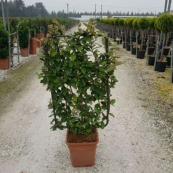 Olijfwilg Als Leivorm (Elaeagnus Ebbingei) -Aanbiedingen Tuin Verrassing Winkel elaeagnus ebbingei leivorm c18