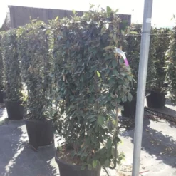 Olijfwilg Als Leivorm (Elaeagnus Ebbingei) -Aanbiedingen Tuin Verrassing Winkel elaeagnus ebbingei leivorm c45