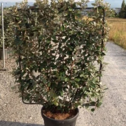 Olijfwilg Als Leivorm (Elaeagnus Ebbingei) -Aanbiedingen Tuin Verrassing Winkel elaeagnus ebbingei leivorm c45 1